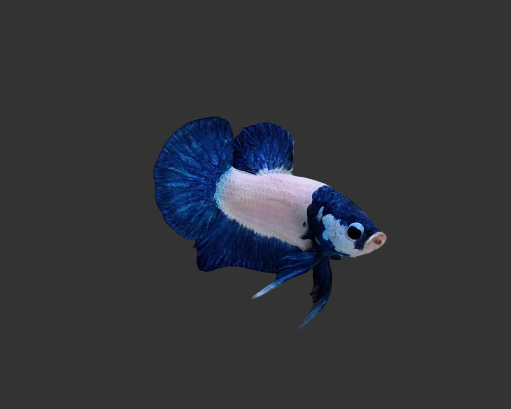 Blue Rim Panda Bicolour HMPK Male Betta
