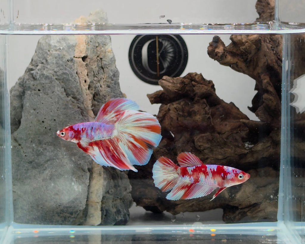 Halfmoon Fancy Barongsai Betta Pair Male(CRM-OTH-M-005)Female (CRM-OTH-F-004)