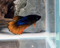 Mustard Gas Metallic Halfmoon Female Betta | WYSIWYG