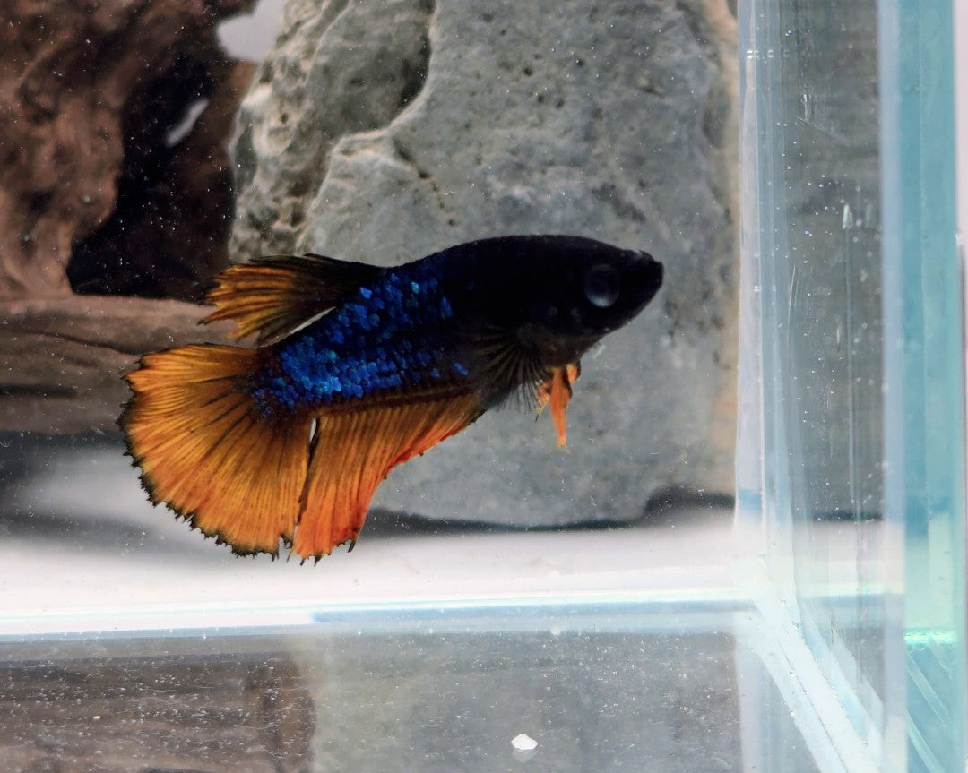 Mustard Gas Metallic Halfmoon Female Betta | WYSIWYG
