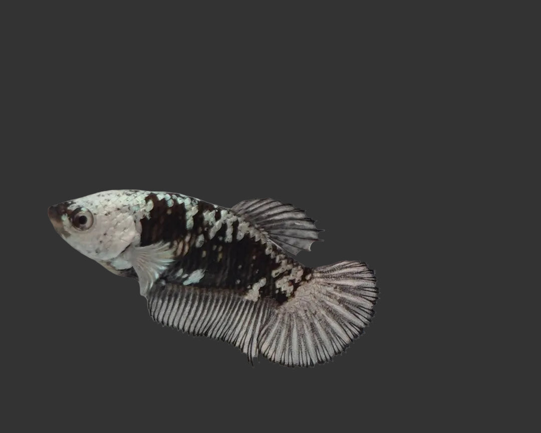Black Samurai HMPK Female Betta