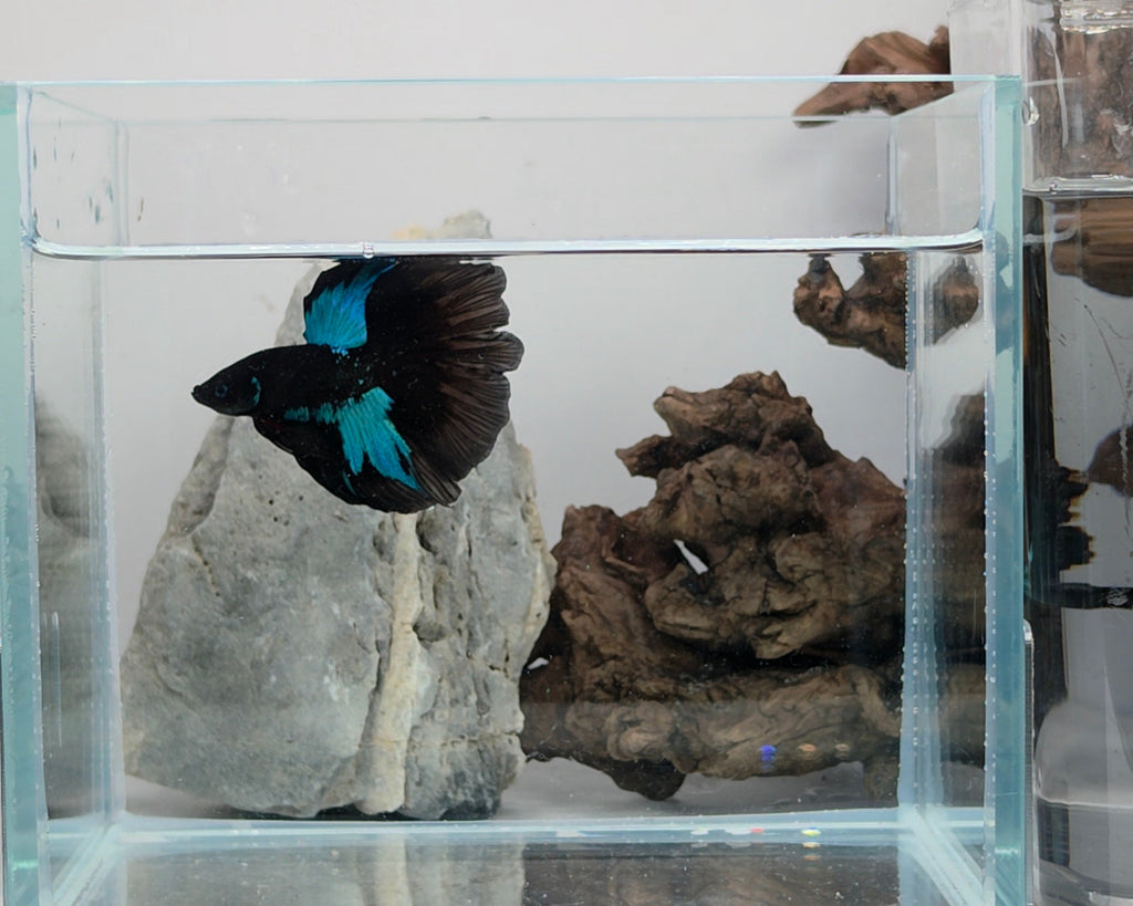 Avatar Nebula Halfmoon Betta Male (DRK-AVG-M-002)