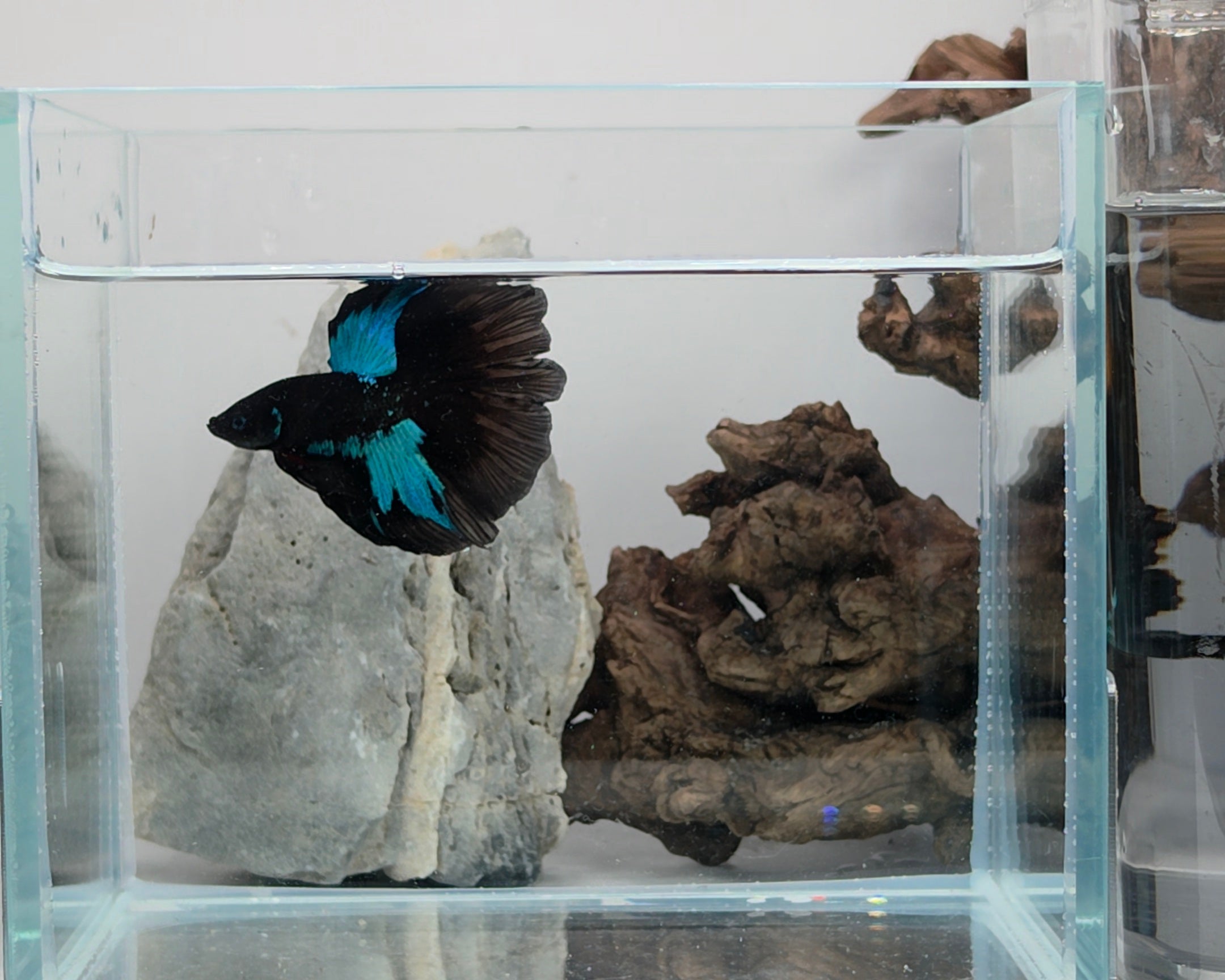 Avatar Nebula Halfmoon Betta Male (DRK-AVG-M-002)