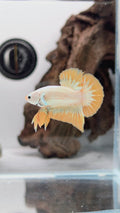 Yellow Snow Dragon HMPK Betta Fish Male (LGT-OTH-M-008)