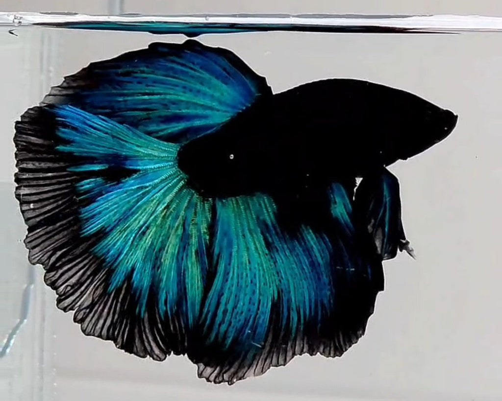 Avatar Nebula Halfmoon Male Betta