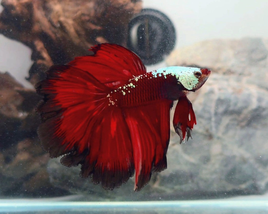 Exceptional Red Mamba Halfmoon Male | WYSIWYG
