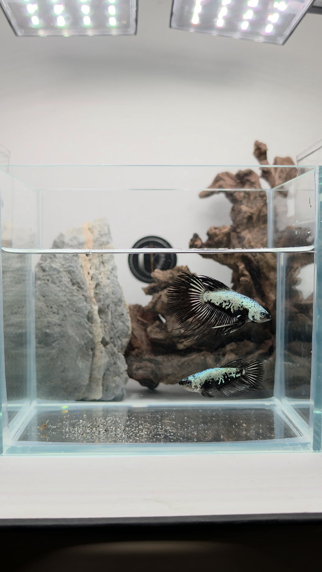 Samurai Crowntail Betta Pair Male (CRT-OTH-M-002) Female (CRT-OTH-F-001)