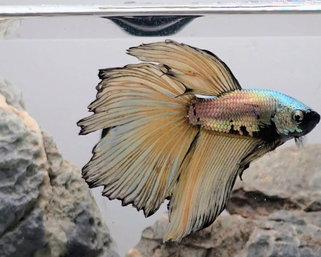 Halfmoon Mustard Gas Samurai Male Betta | WYSIWYG