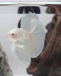 Male White Platinum Halfmoon Betta Fish (LGT-OTH-M-003)