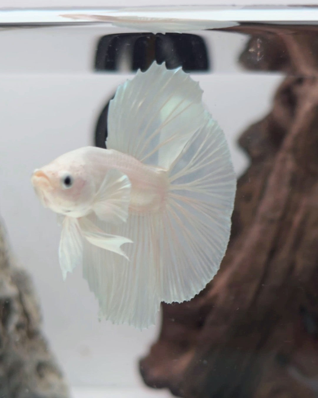 Male White Platinum Halfmoon Betta Fish (LGT-OTH-M-003)