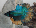 Male Halfmoon Green Metallic Mustard Gas Betta Fish (SPC-MSG-M-004)