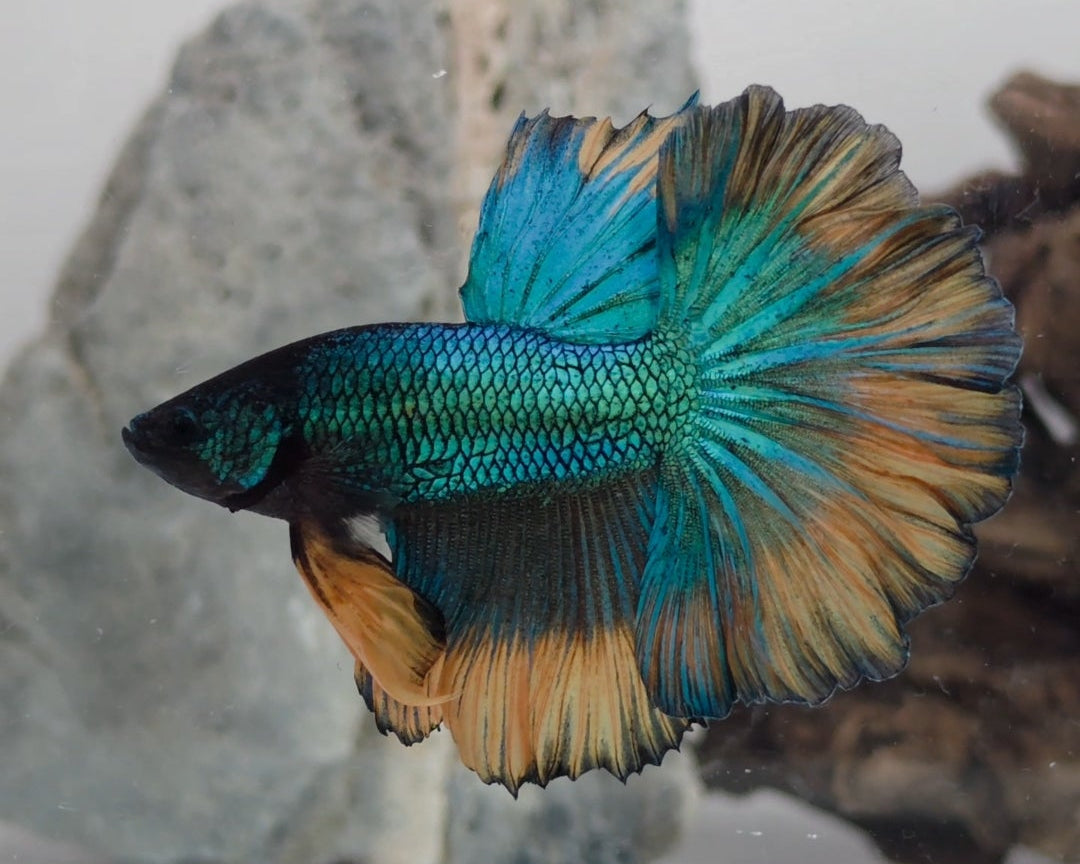 Male Halfmoon Green Metallic Mustard Gas Betta Fish (SPC-MSG-M-004)