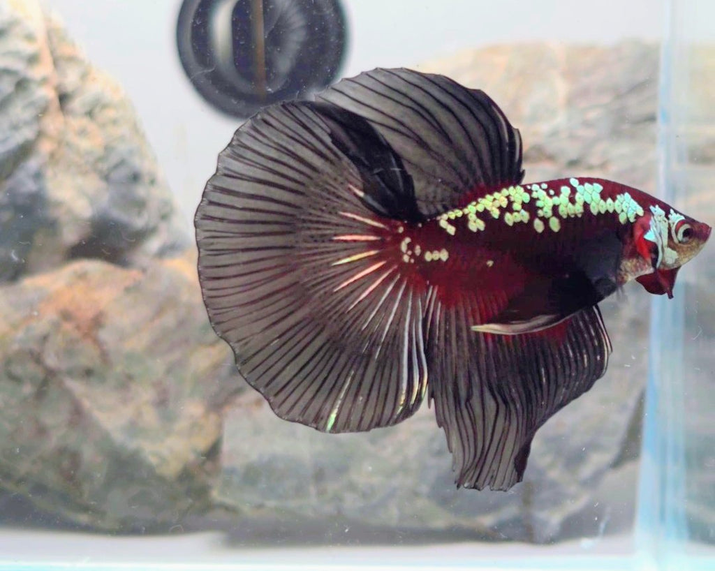 Premium Red Mamba Halfmoon Betta | WYSIWYG
