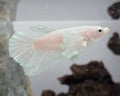 Female White Platinum Dumbo Halfmoon Betta Fish (LGT-OTH-F-004)