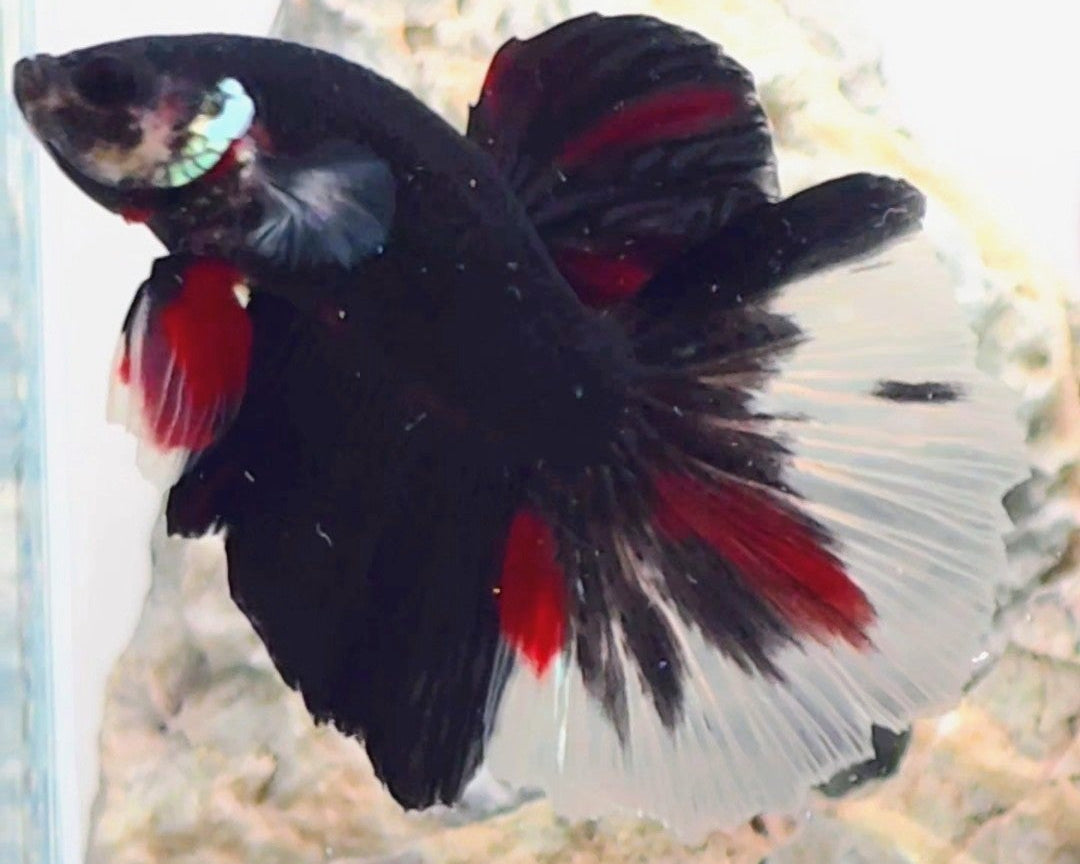 Premium Black Tri-Colour Halfmoon Betta Male | WYSIWYG