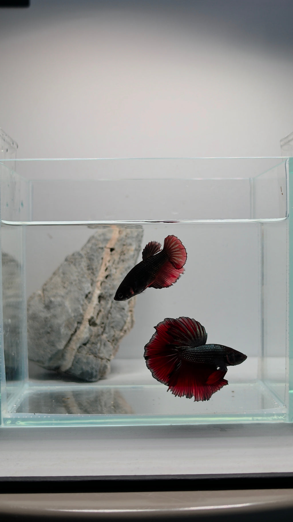 Halfmoon Black Metallic Vampire Male Betta Fish (DRK-FMC-M-001)