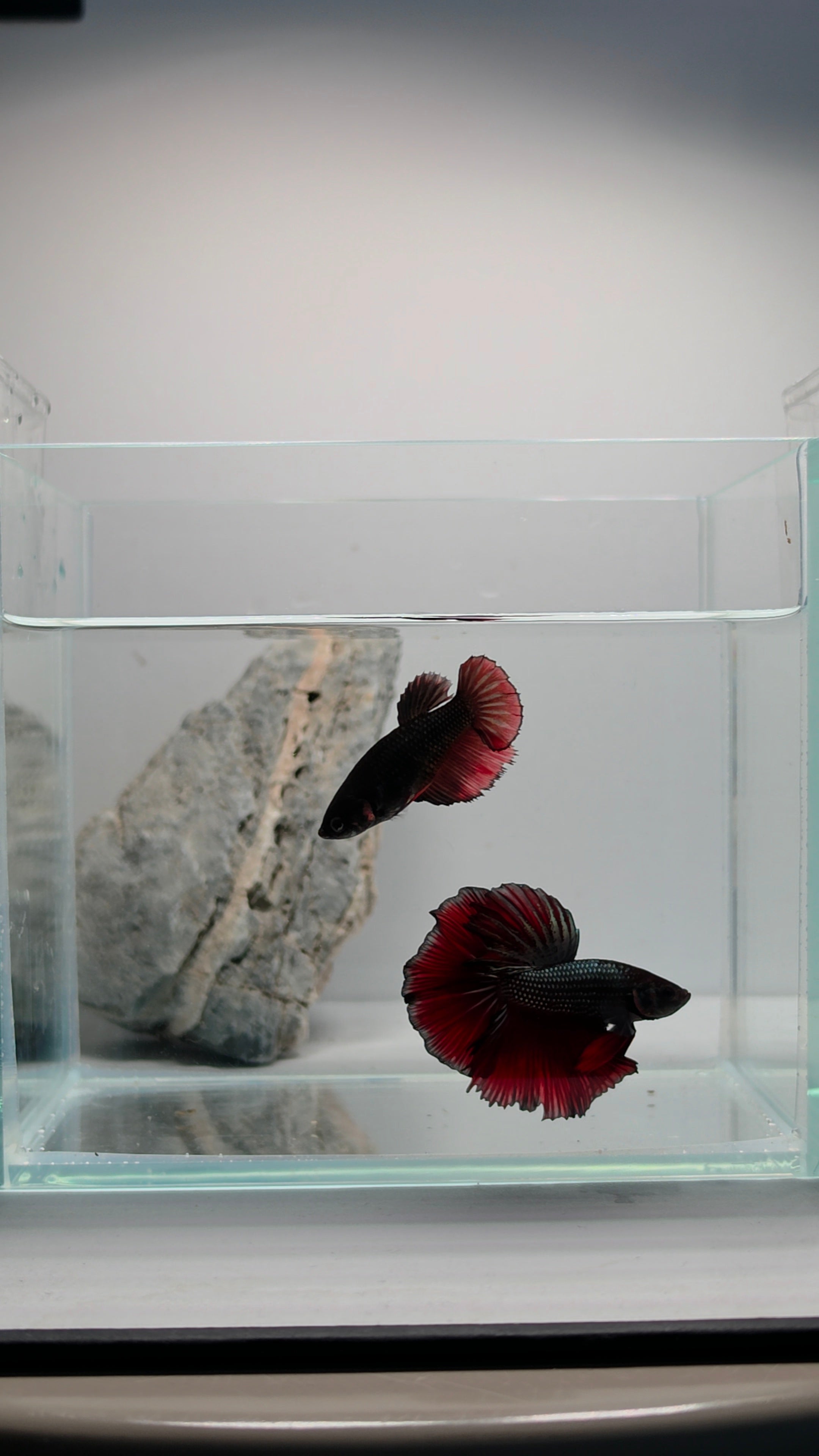 Halfmoon Black Metallic Vampire Male Betta Fish (DRK-FMC-M-001)