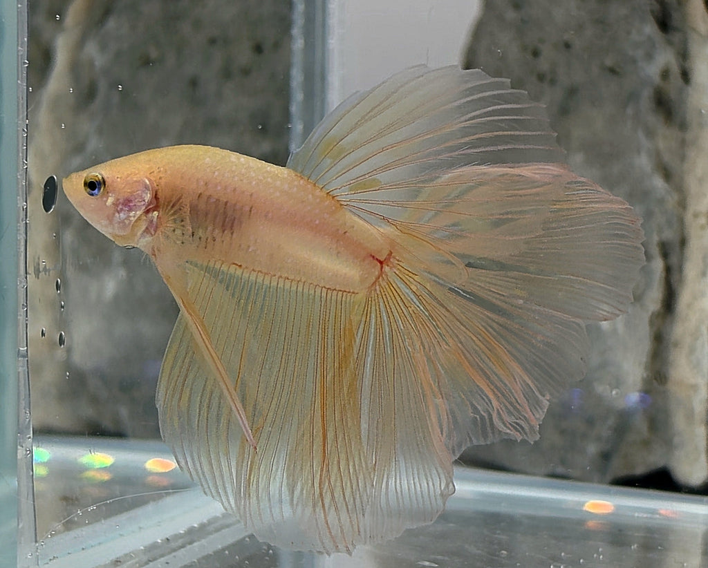 Halfmoon Yellow Cellophane Male Betta Fish (SPC-OTH-M-014)