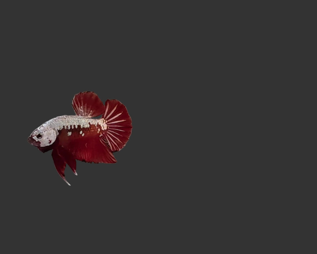 Red Samurai HMPK Male Betta