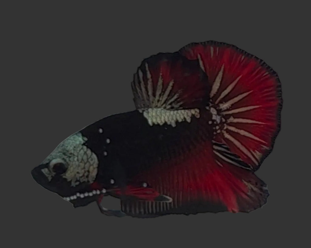 Elite Vampire Samurai HMPK Male Betta