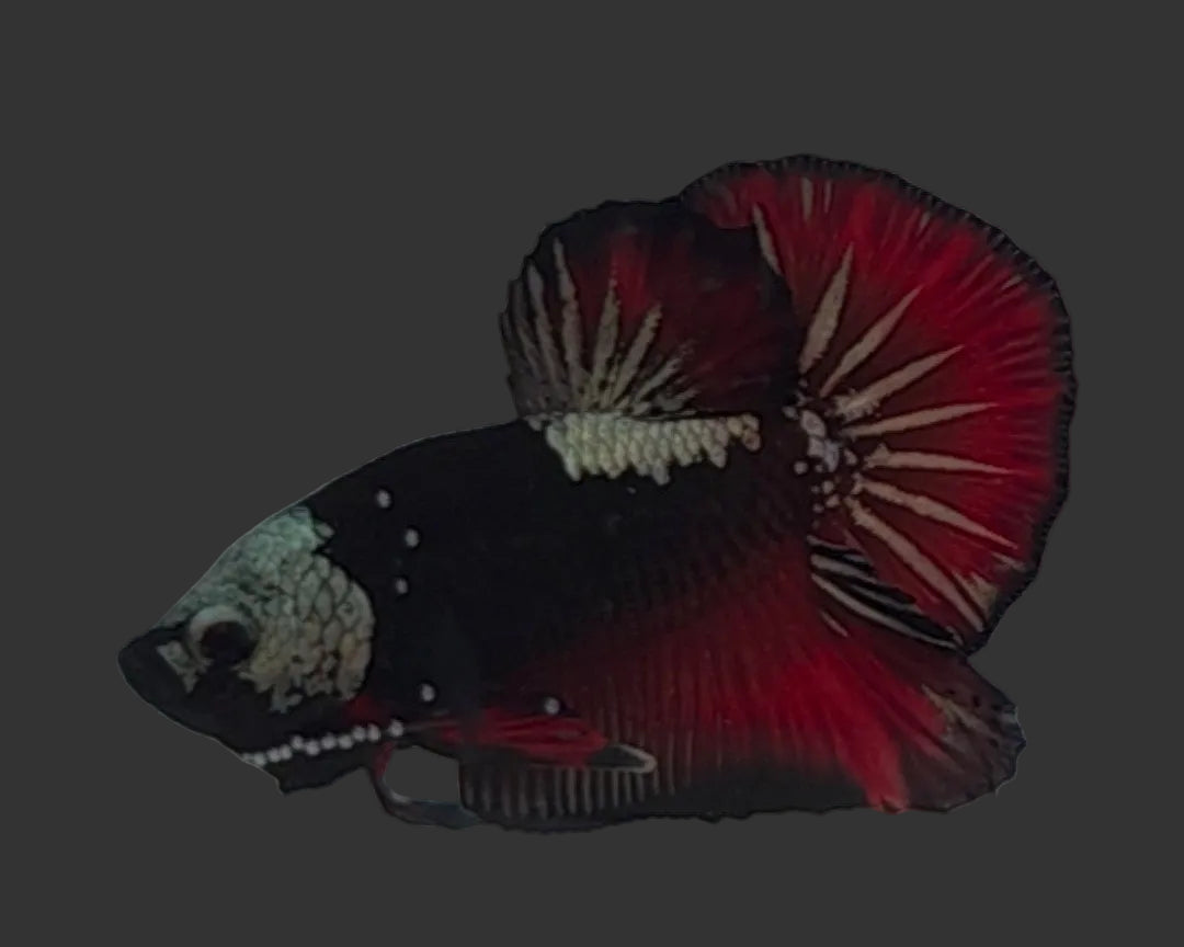 Elite Vampire Samurai HMPK Male Betta