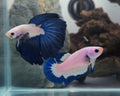Blue Rim Halfmoon Betta Fish Pair Male (LGT-BRB-M-005) & Female (LGT-BRB-F-001)