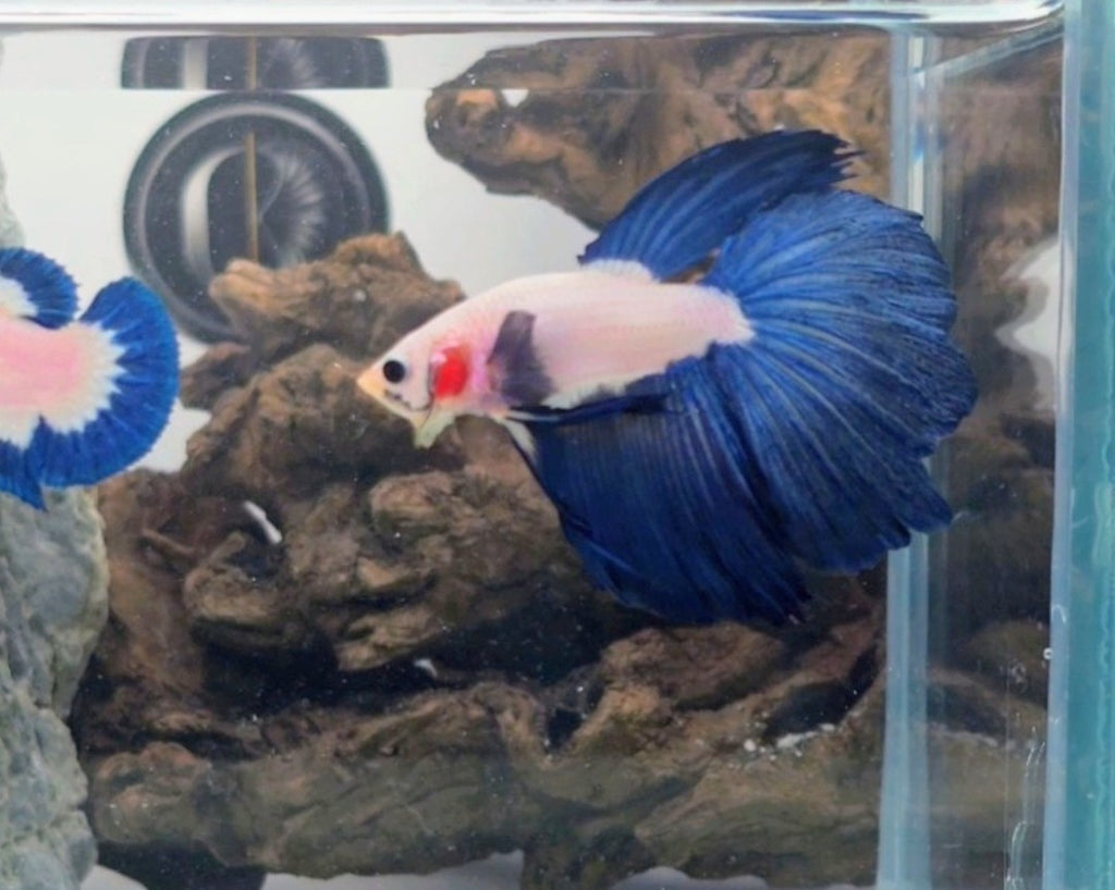Male Halfmoon Blue Rim Betta Fish (LGT-BRB-M-006)