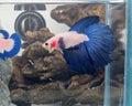 Male Halfmoon Blue Rim Betta Fish (LGT-BRB-M-006)