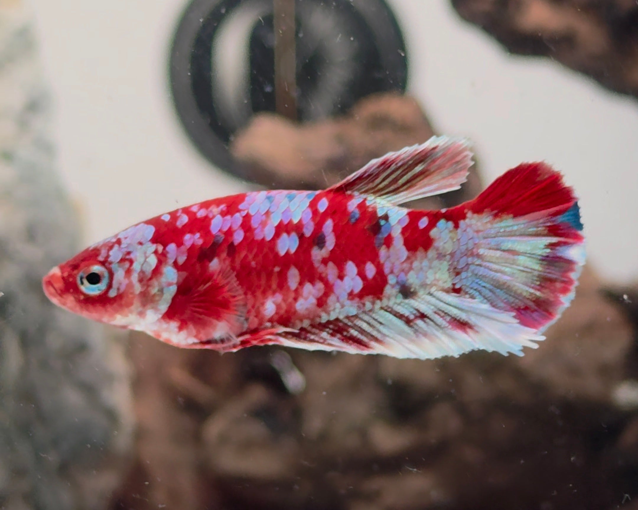 Barongsai Halfmoon Plakat (HMPK) Betta Pair Male (CRM-OTH-M-003) & Female(CRM-OTH-F-002)