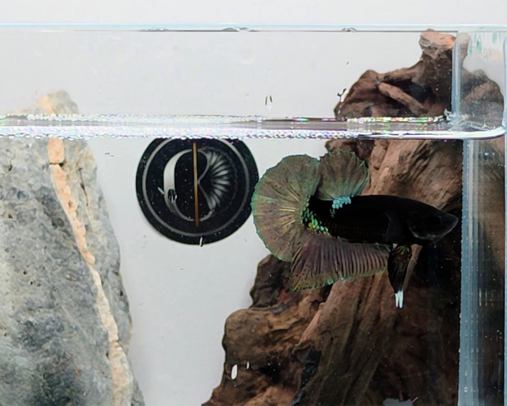 Premium Black Avatar HMPK Betta Male (DRK-OTH-M-010)