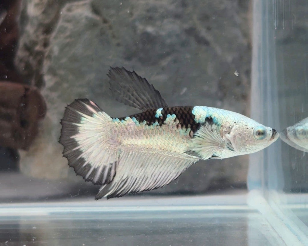 Snow Mamba Halfmoon Female Betta | WYSIWYG