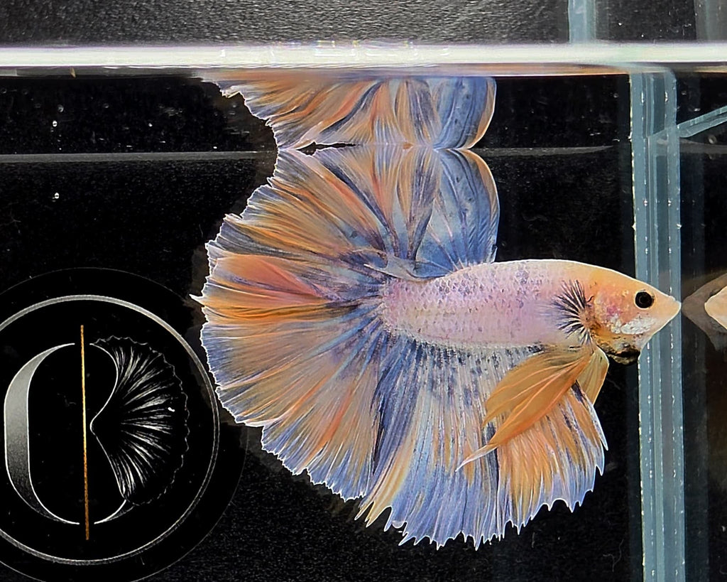 Halfmoon Yellow Pastel Rosetail Male Betta Fish (SPC-OTH-M-013)