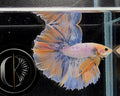 Halfmoon Yellow Pastel Rosetail Male Betta Fish (SPC-OTH-M-013)