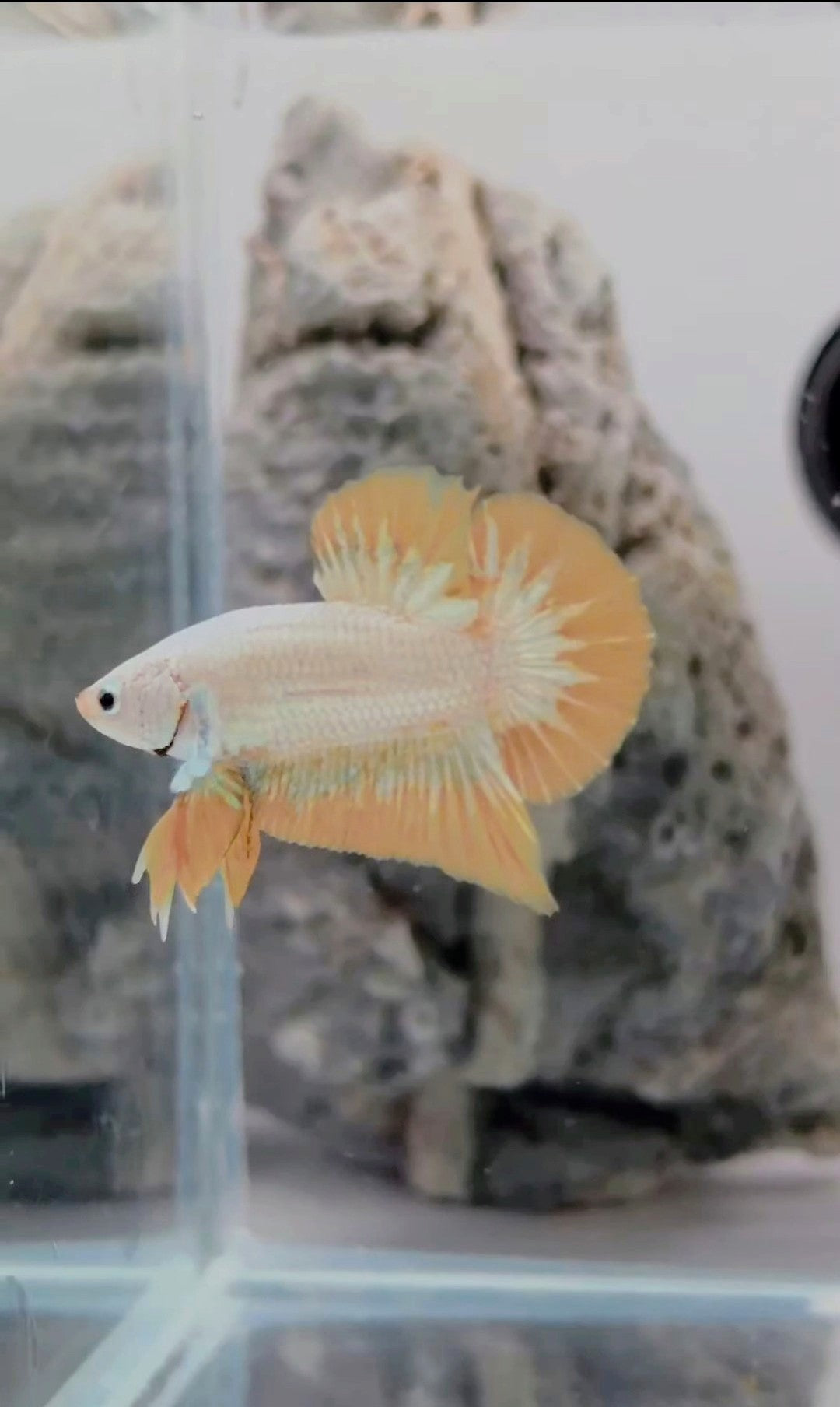 Yellow Snow Dragon HMPK Betta Fish Male (LGT-OTH-M-008)
