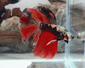 Premium Samurai Nemo Fire Halfmoon Male | WYSIWYG