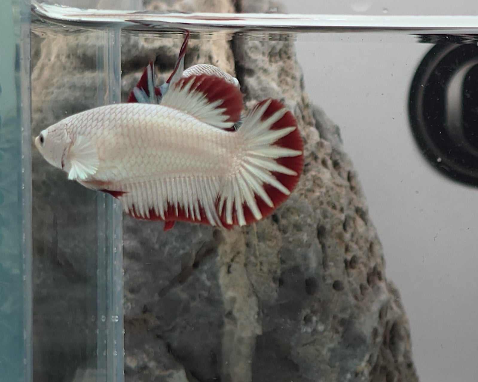 Female Red Dragon Snow HMPK Betta Fish (LGT-OTH-F-006)