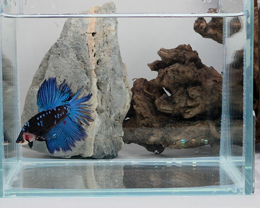 Royal Blue Rose Tail Halfmoon Betta Male (DRK-FMC-M-003)