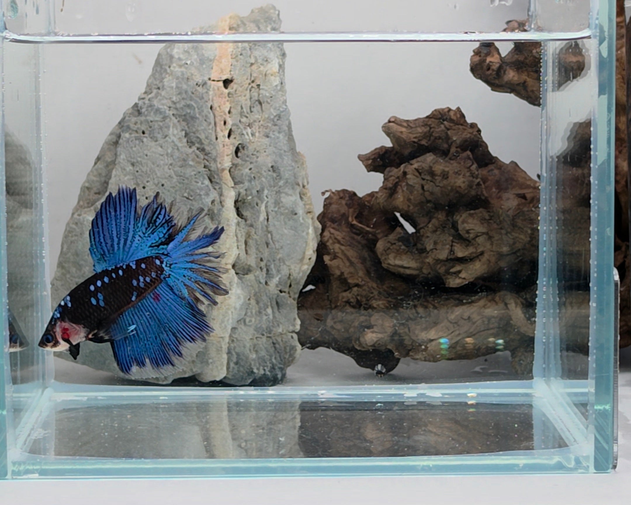 Royal Blue Rose Tail Halfmoon Betta Male (DRK-FMC-M-003)