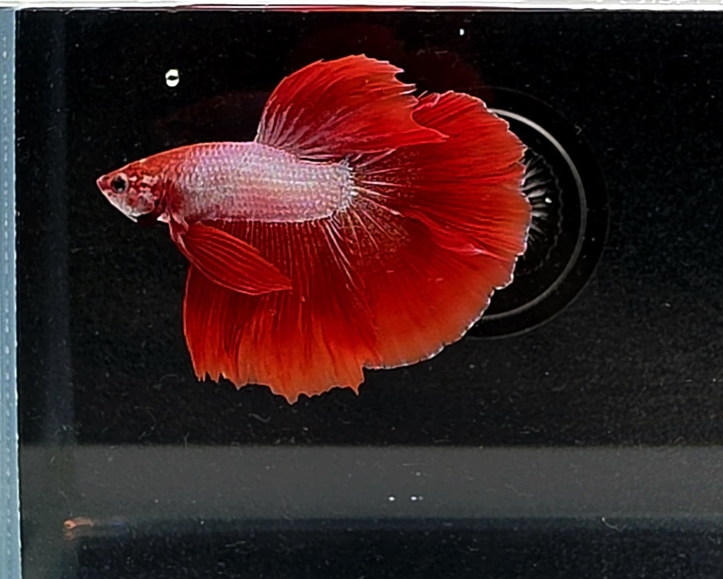 Halfmoon Red Fancy Betta Male (CRM-OTH-M-006)