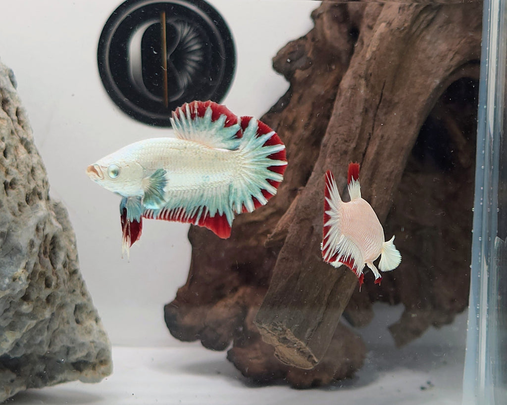 Male Red Dragon Snow HMPK Betta Fish (LGT-OTH-M-007)