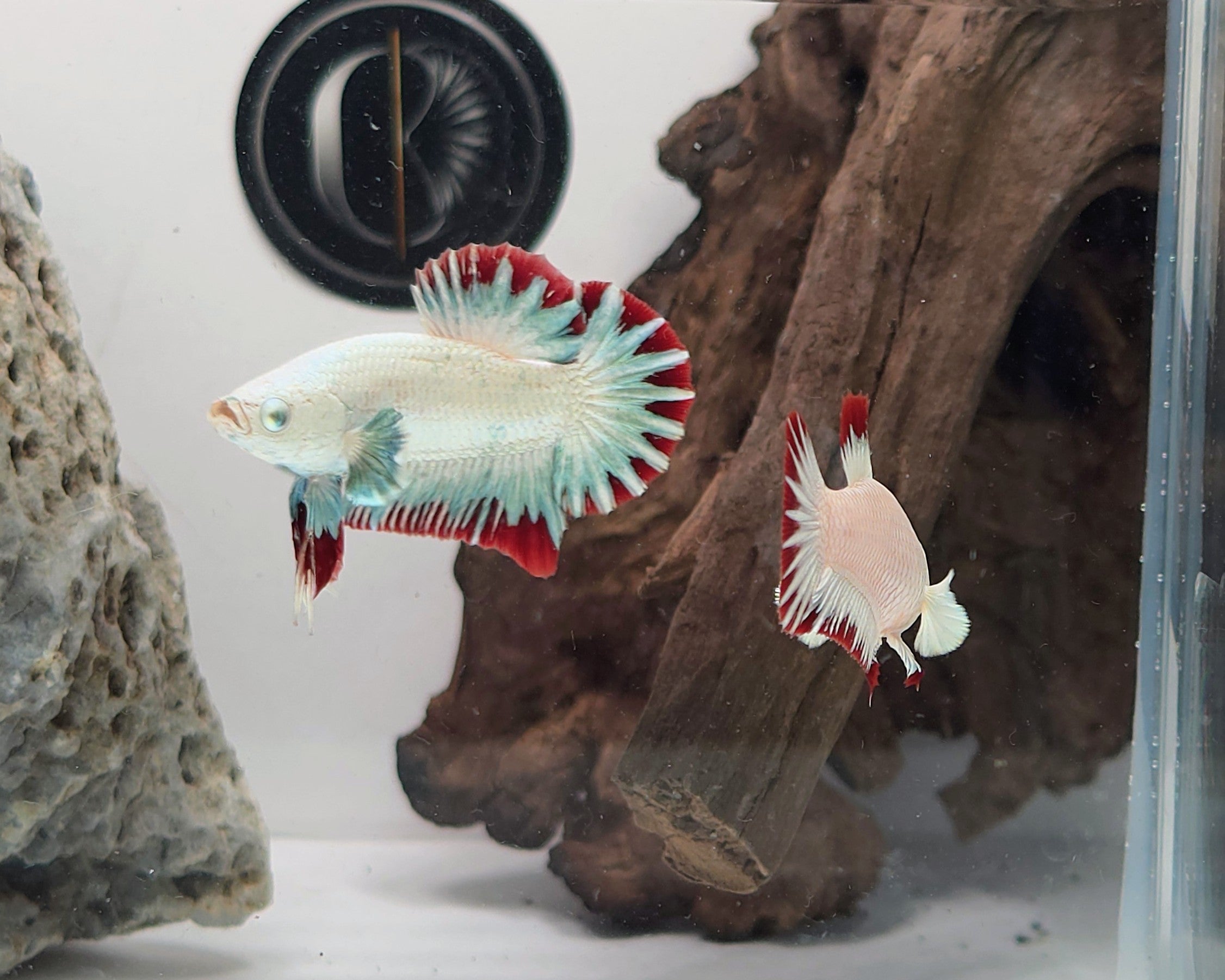 Male Red Dragon Snow HMPK Betta Fish (LGT-OTH-M-007)