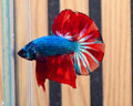 Blue Red Butterfly Large-Fin HMPK Male Betta | WYSIWYG