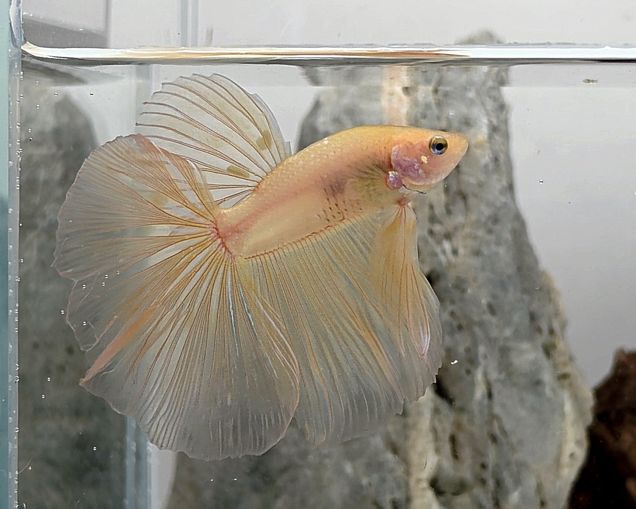 Halfmoon Yellow Cellophane Male Betta Fish (SPC-OTH-M-014)