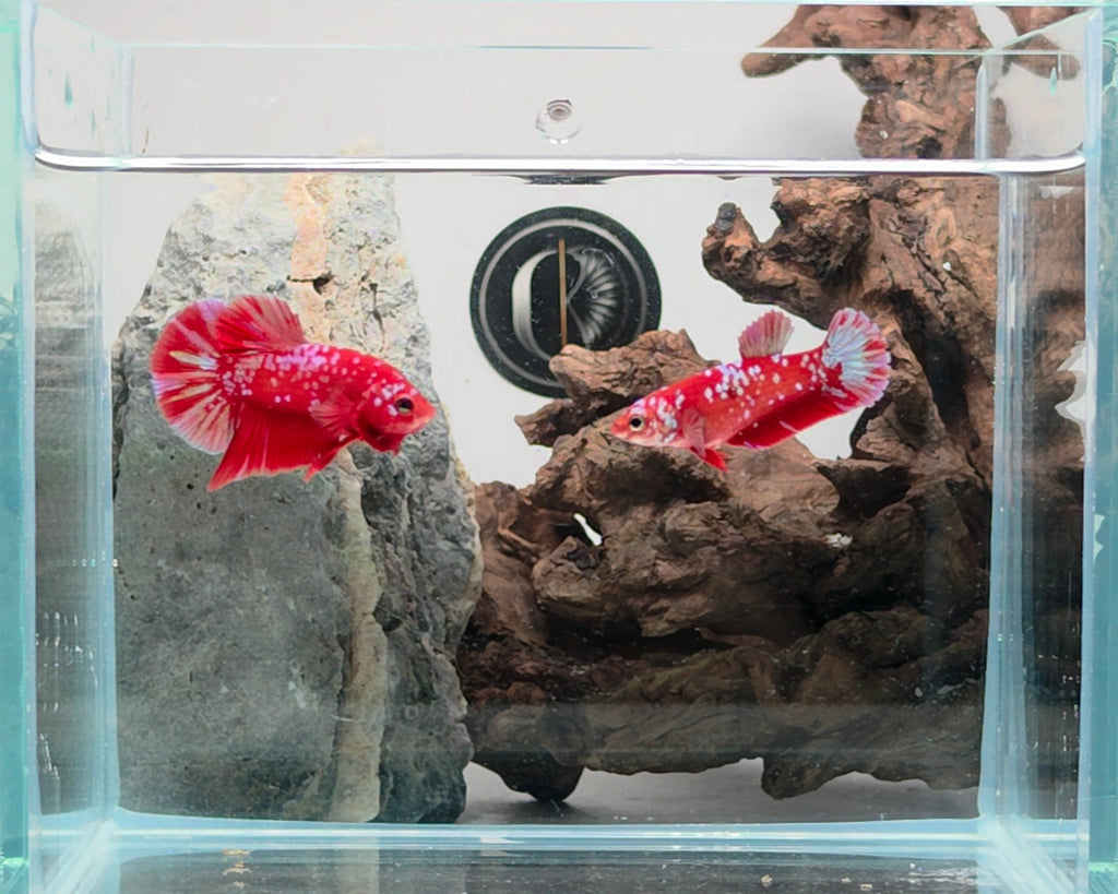 Crimson Gold Barongsai HMPK Betta Pair Male (CRM-OTH-M-004) Female (CRM-OTH-F-003)