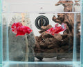 Crimson Gold Barongsai HMPK Betta Pair Male (CRM-OTH-M-004) Female (CRM-OTH-F-003)