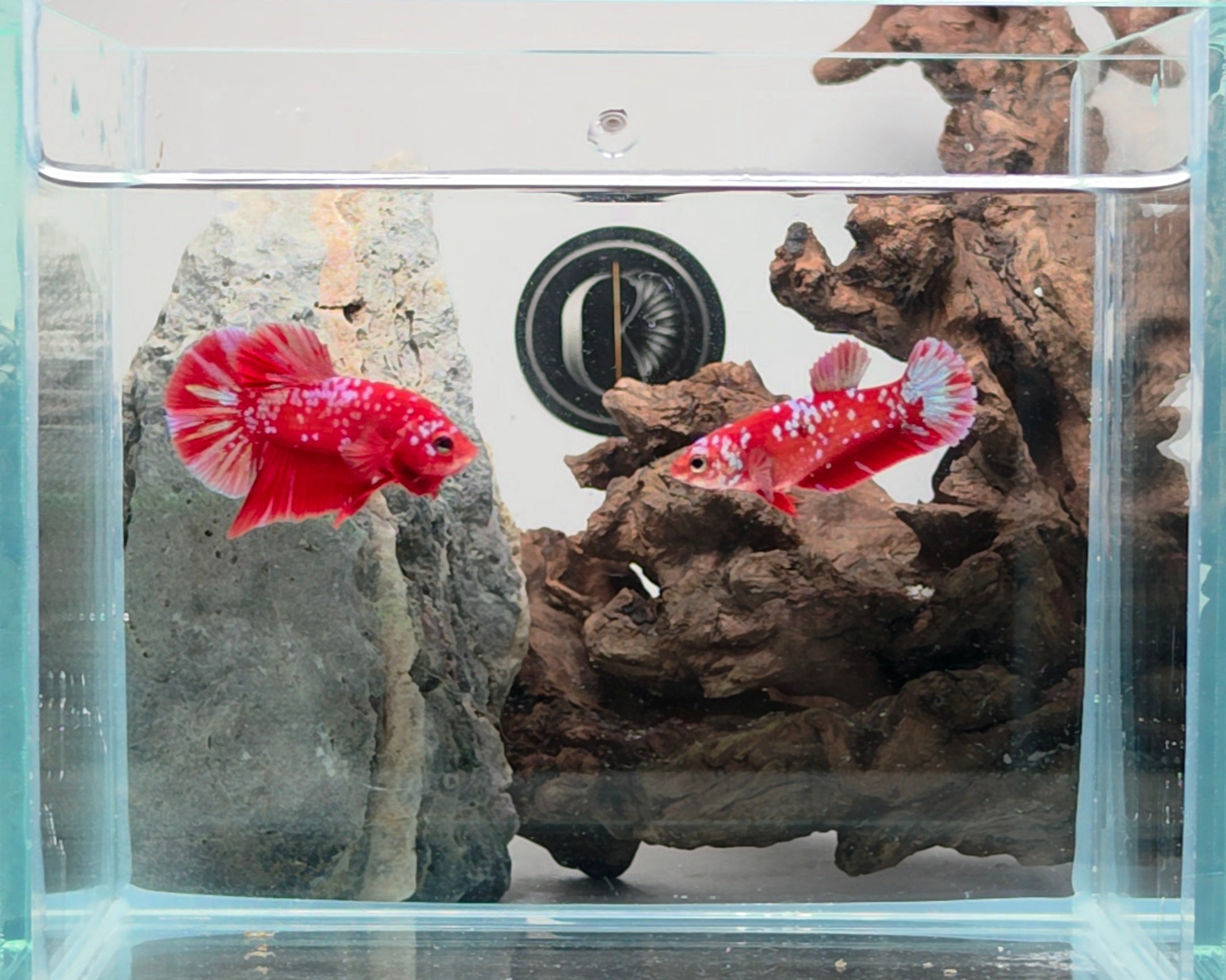 Crimson Gold Barongsai HMPK Betta Pair Male (CRM-OTH-M-004) Female (CRM-OTH-F-003)