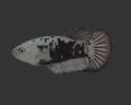 Elite Black Samurai HMPK Female Betta