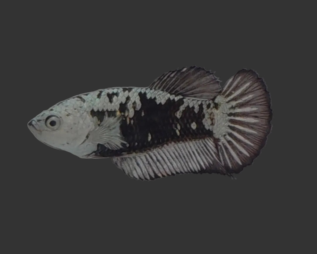 Elite Black Samurai HMPK Female Betta