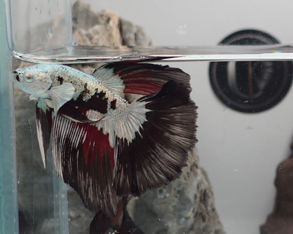 White Walker Snow Samurai Halfmoon Betta Fish (CRT-VSM-M-001)