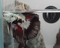 White Walker Snow Samurai Halfmoon Betta Fish (CRT-VSM-M-001)